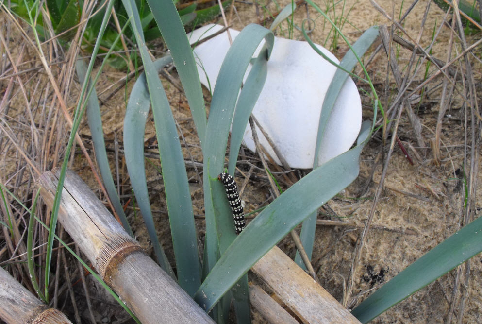 Bruco determinazione